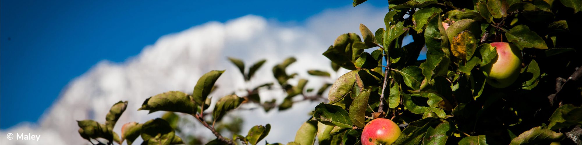 Maley Header