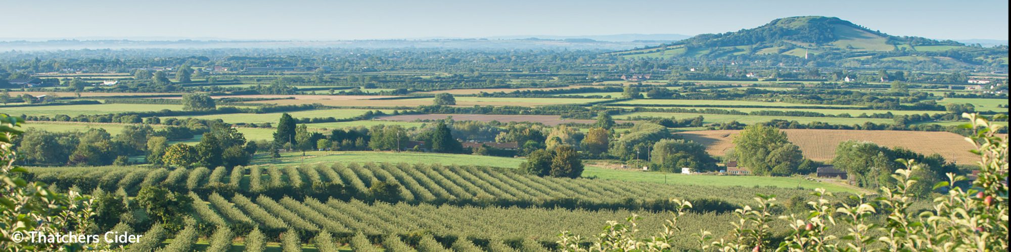 Thatchers Cider Header